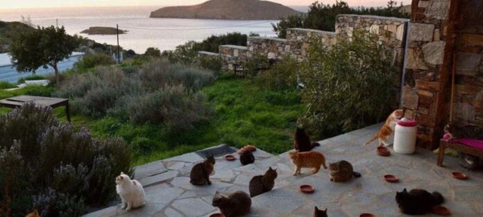 Imagem destacada - Abrigo em ilha grega oferece vaga para cuidar de gatos com moradia e despesas pagas