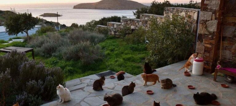 Abrigo em ilha grega oferece vaga para cuidar de gatos com moradia e despesas pagas