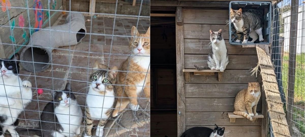 Abrigo em ilha grega oferece vaga para cuidar de gatos com moradia e despesas pagas - Imagem do artigo original