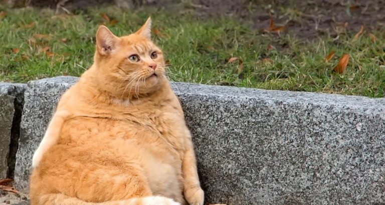 Empresa dos EUA testa implante “emagrecedor” para gatos e planeja versão para cães