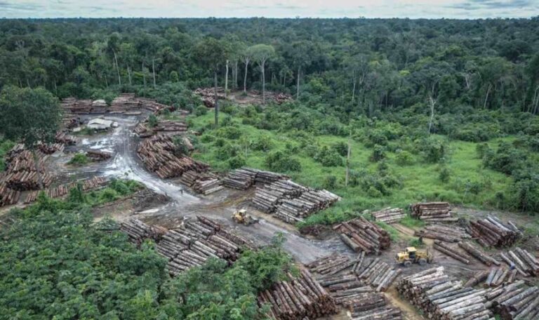 União Europeia posterga por um ano entrada em vigor de norma contra desmatamento