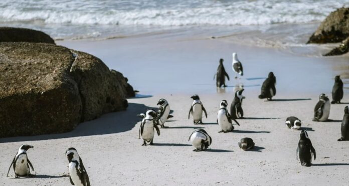 Imagem destacada - Escassez de sardinhas provoca morte em massa de pinguins-africanos na África do Sul