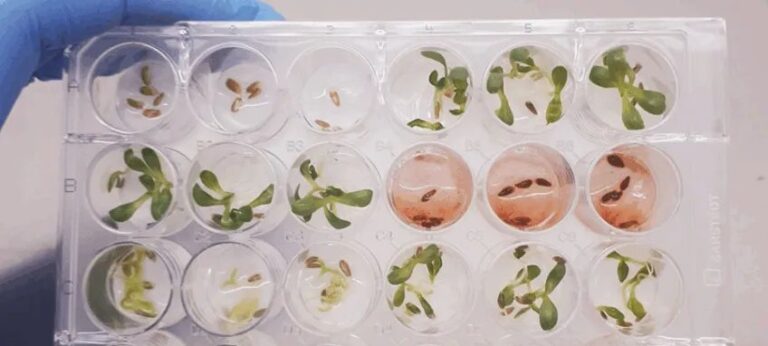 Equipe da UFMG, Embrapa e USDA descobre molécula inédita para uso em defensivos agrícolas