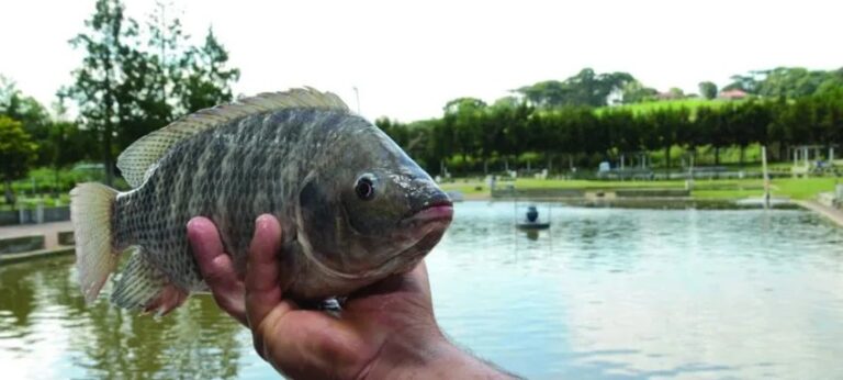 Governo interrompe elaboração de lista de espécies invasoras que incluía a tilápia após pressão do agronegócio