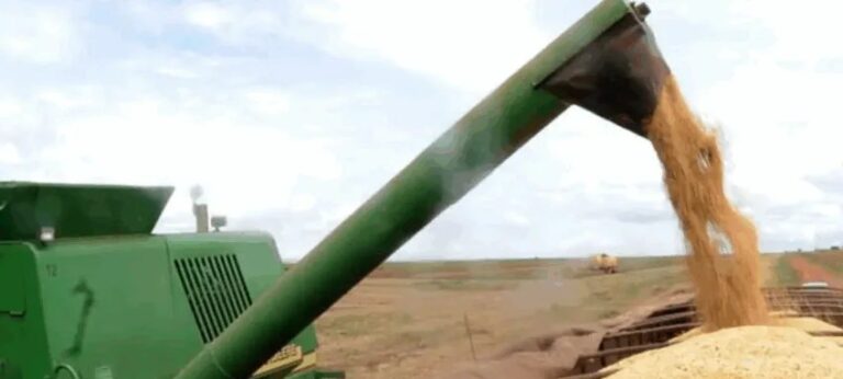 Farinha de castanha-do-brasil tem 60% mais proteína que a de trigo, aponta Embrapa