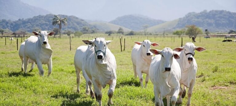 Brasil deve ultrapassar 1 milhão de bovinos vivos exportados em 2025