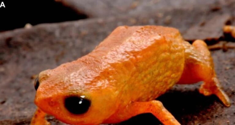 Nova espécie de sapo de 11 mm recebe nome de Brachycephalus lulai em tributo a Lula