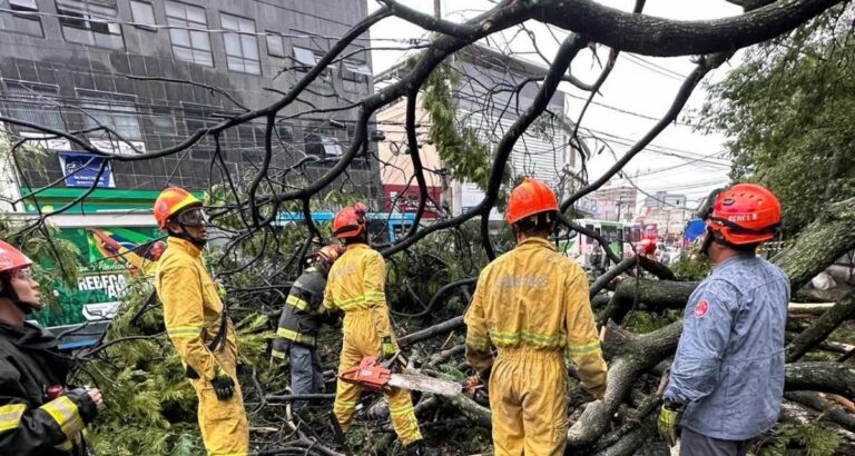 Mulher morre após árvore despencar sobre ponto de ônibus em Guarulhos