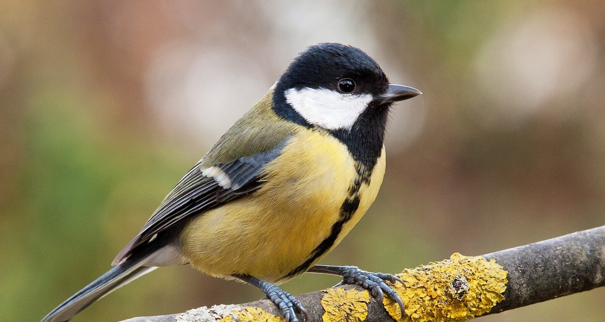 Animais também espalham “fake news”, aponta estudo da Universidade Cornell - Imagem do artigo original