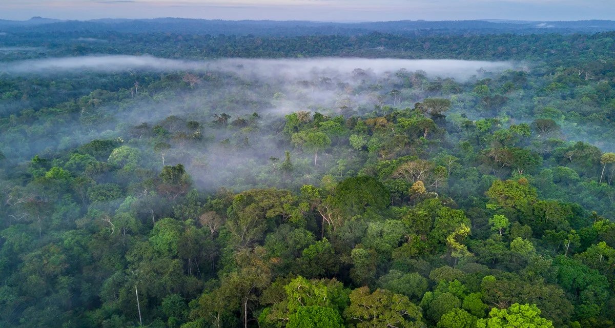 Estudo projeta perda de até 38% da Floresta Amazônica até 2100 - Imagem do artigo
