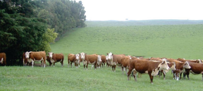Governo permite aumento de 1% nas emissões da agropecuária até 2030 - Imagem do artigo