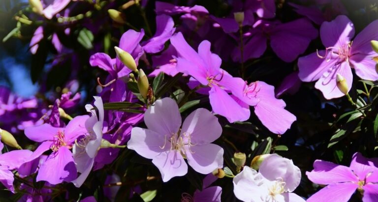 Manacá-da-serra se destaca como opção prática para jardins pequenos e calçadas
