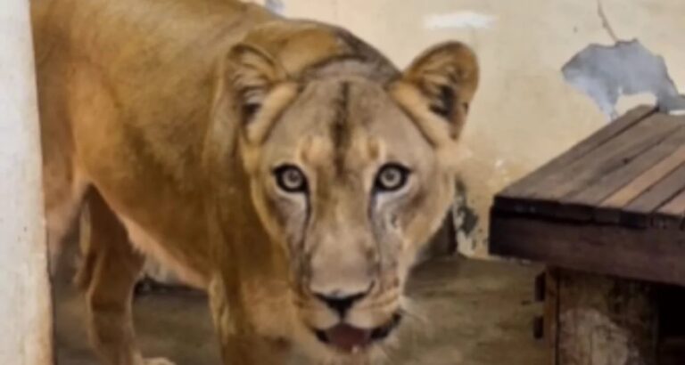 Zoológico da Bica reabre após morte de jovem, com câmeras de IA e regras mais rígidas