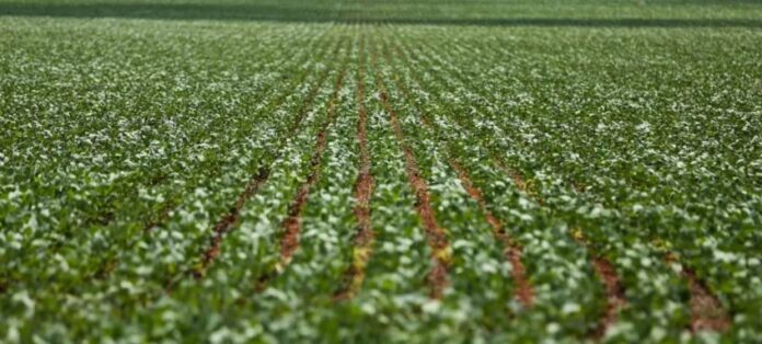 Imagem destacada - Produtores de soja criticam PLP 128/2025 e alertam para possível alta nos preços dos alimentos