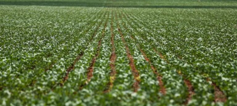 Produtores de soja criticam PLP 128/2025 e alertam para possível alta nos preços dos alimentos